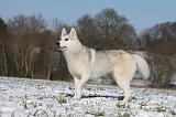 SIBERIAN HUSKY 498